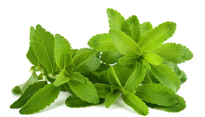 Stevia