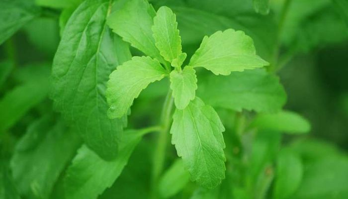 Stevia