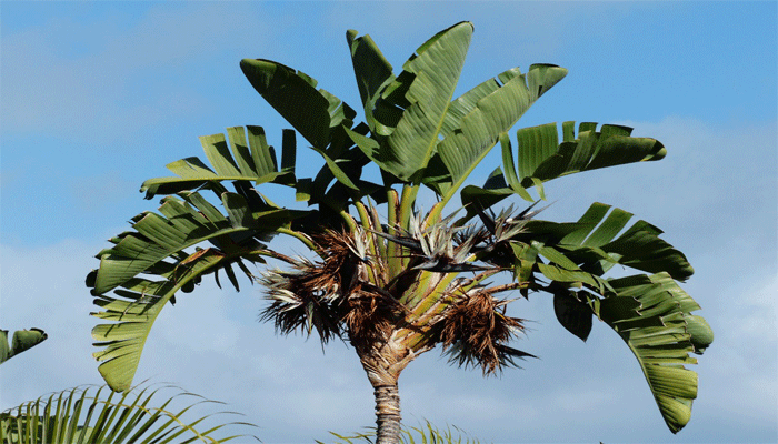 Strelitzia gigante