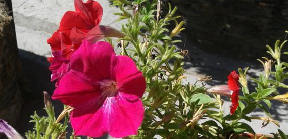 La petunia en el laboratorio: origen, aroma y genes