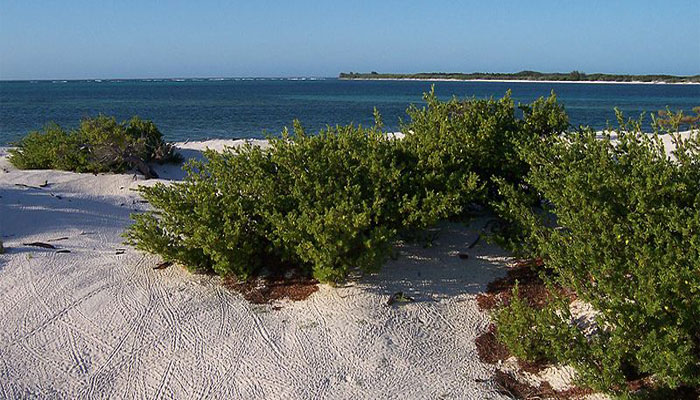 Suriana marítima o Cedro de bahía