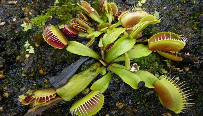 Sustrato para plantas carnívoras