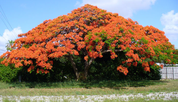 Tabachín (Delonix regia) 