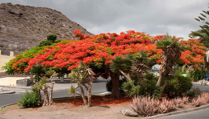 Hermoso árbol ornamental