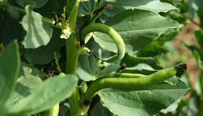 Follaje de la Tabilla (Vicia faba)