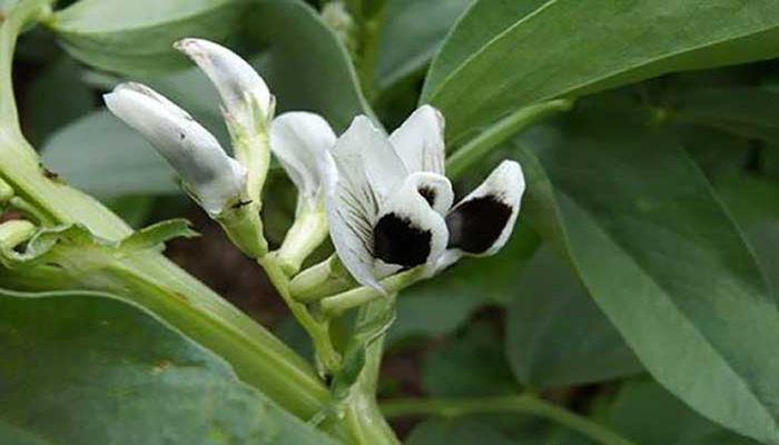 Flores de Haba (Tabilla)