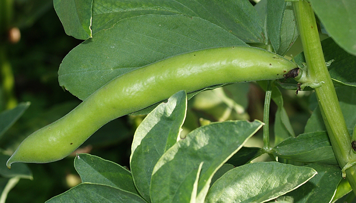 Frutos de Vicia faba