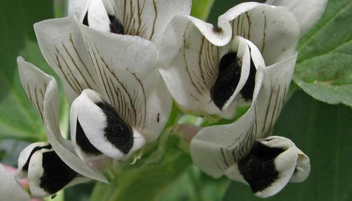 Tabilla (Vicia faba var. minor  (frijoles de caballo, frijoles de campo))