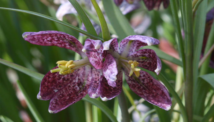 Características internas de la flor