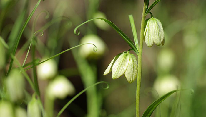 Fritillaria verticillata var. thunbergii