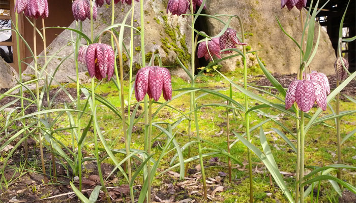 Tablero de damas (Fritillaria meleagris)