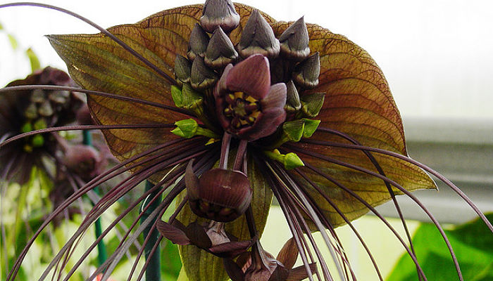 Tacca