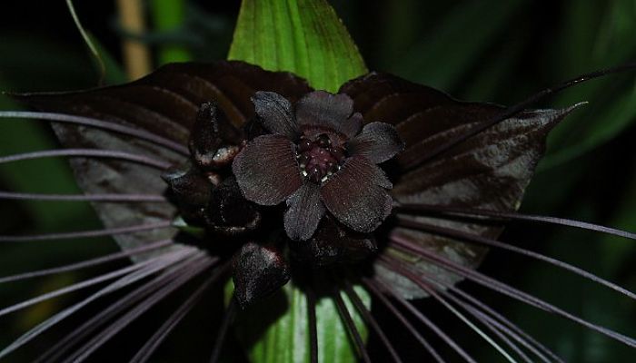 Tacca