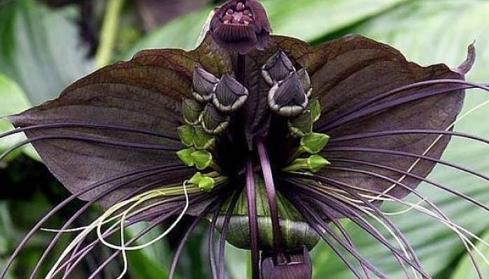 Tacca