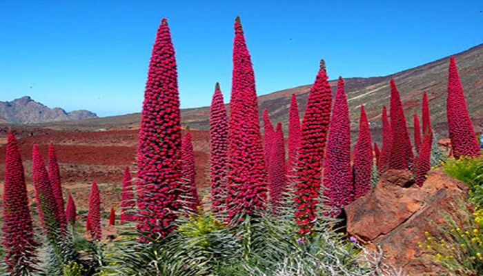 Taginaste (Echium wildpretii)