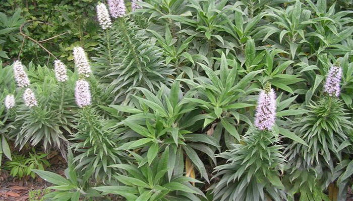 Follaje del Echium wildpretii