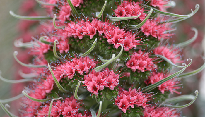 Flores de Echium wildpretii