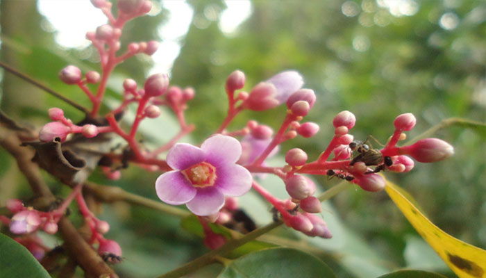 Flores de Tamarindo chino