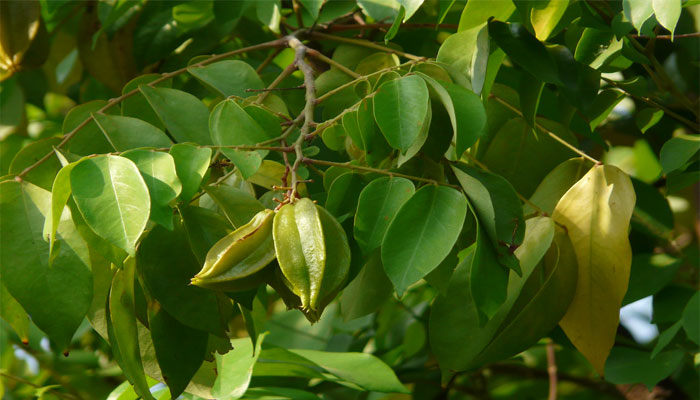 Follaje y fruto