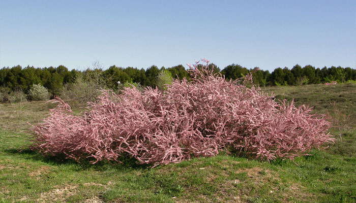 Variedad de color rosa