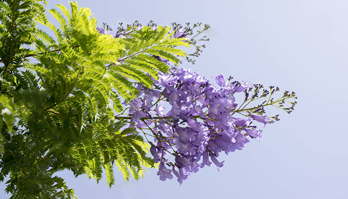 Flores de Jacaranda mimosifolia