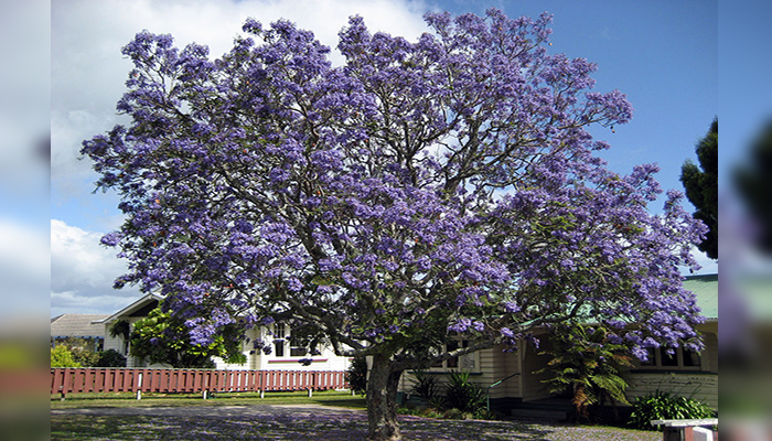 Tarco (Jacaranda mimosifolia). Origen,
Descripción, Etimología Y Usos