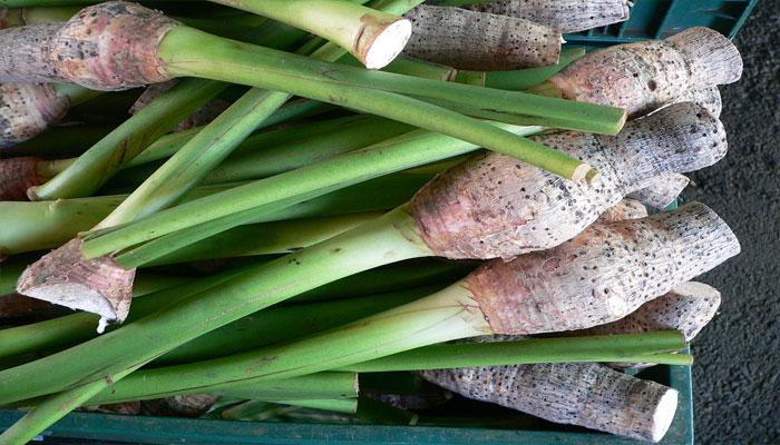 Raíces de Taro