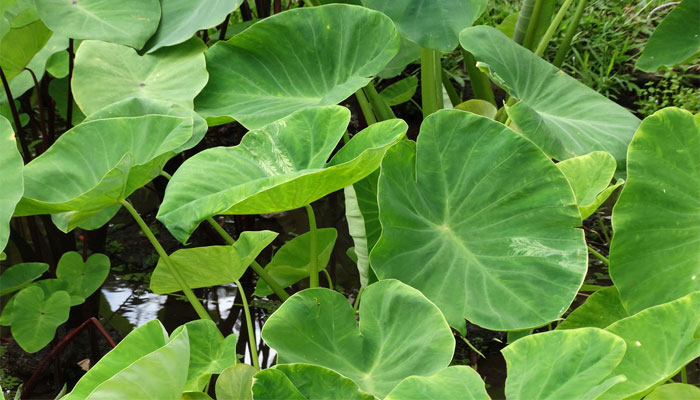 Taro (Colocasia-esculenta)