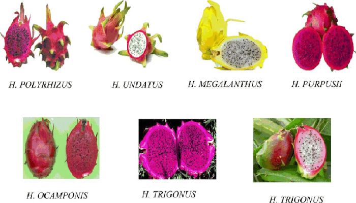 Variedades de Tasajos