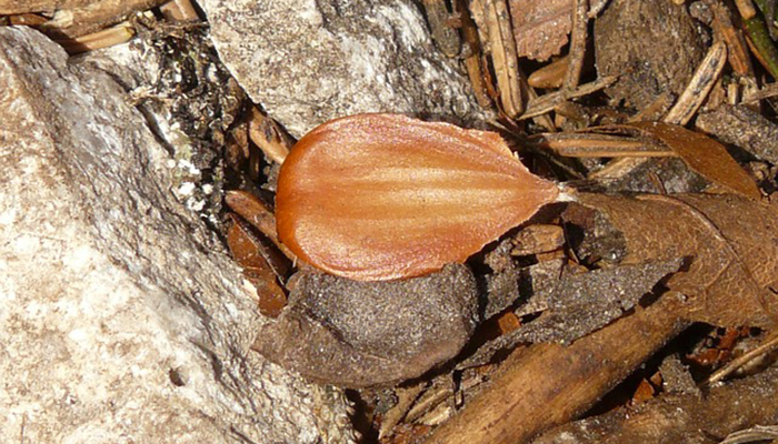 Frutos de Teja negra