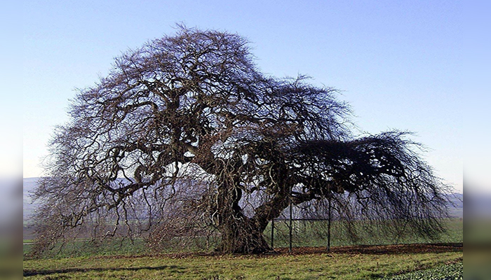 fagus sylvatica variedades