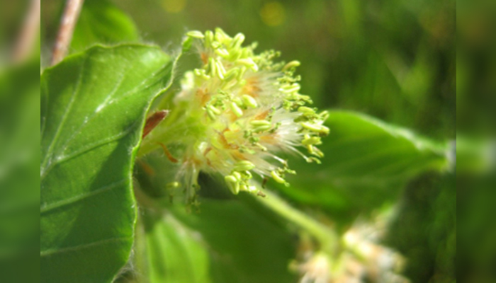 Flores de fagus sylvatica