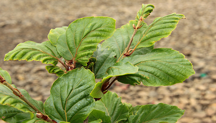 Hojas de teja negra (Fagus sylvatica)