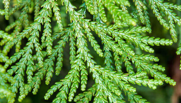 Thuja