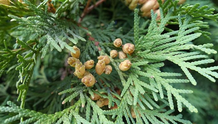 thuja