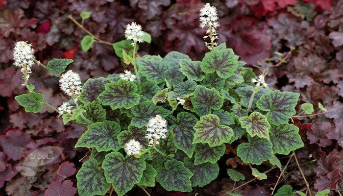 Follaje de la tiarella cordifolia