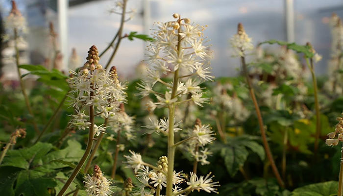 Tiarella (flores de espuma)