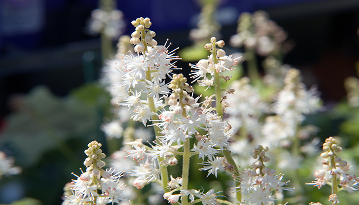 tiarella cordifolia