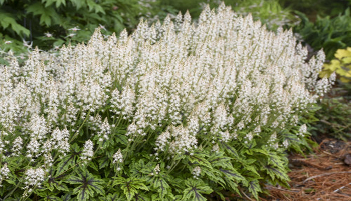 Flores de tiarella