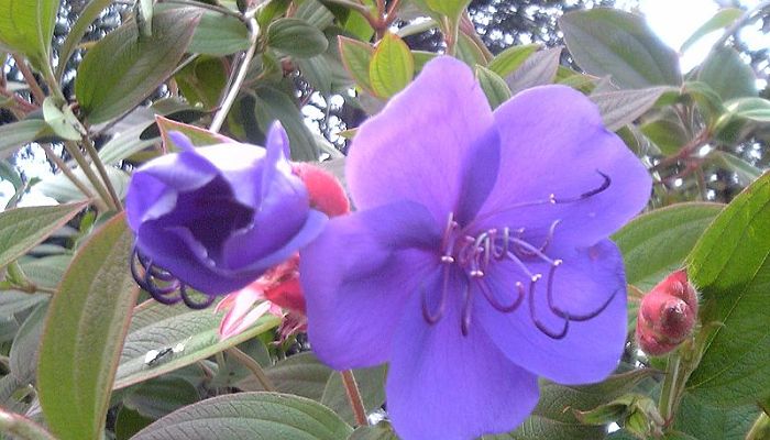 tibouchina