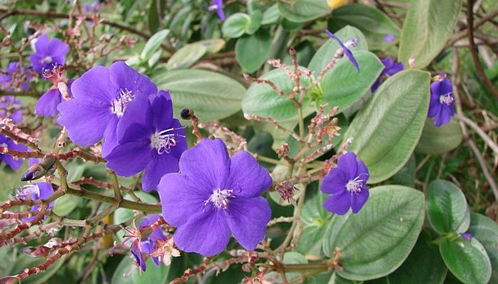 Tibouchina