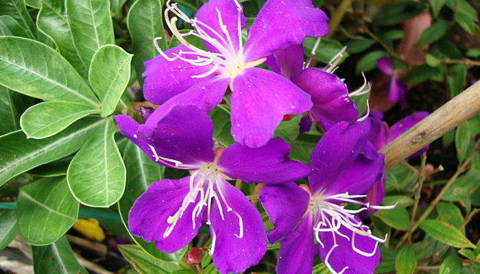 Tibouchina mutabilis