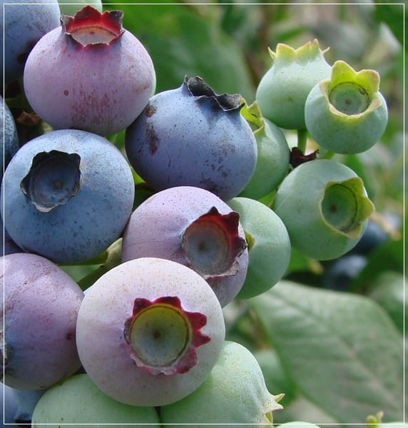 Arándanos