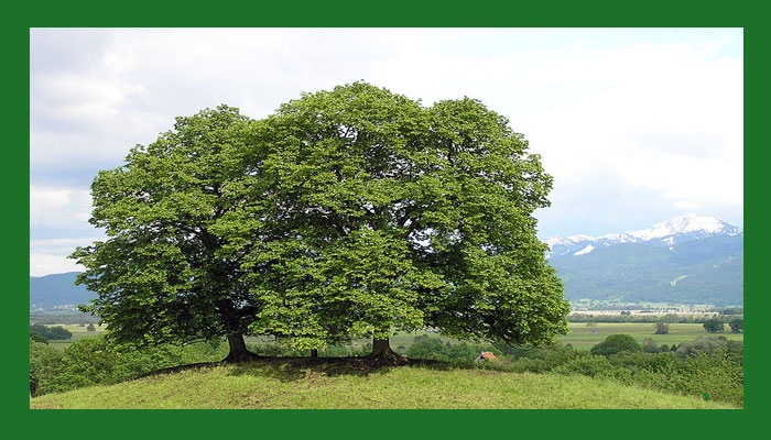 Tilo (Tilia cordata)