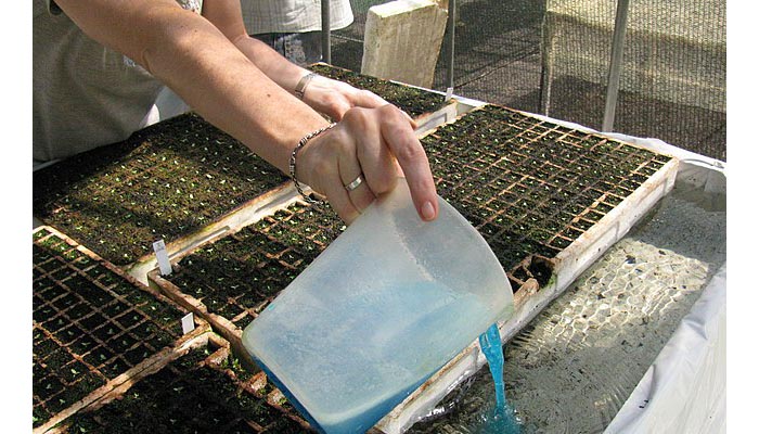 Tipos De Fertilizantes Para Plantas.
Abonos Orgánicos E Inorgánicos
