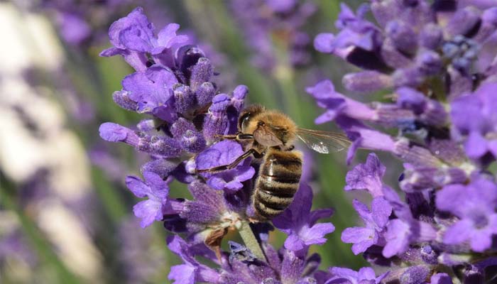 lavanda