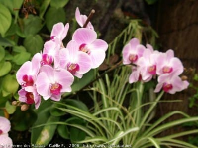 Tipos de orquídeas: cómo leer la etiqueta y el grupo térmico