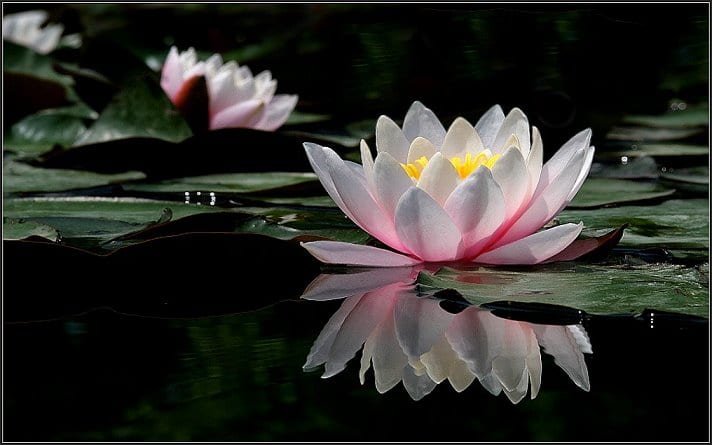 Tipos de Plantas Acuáticas: De Aguas
Profundas