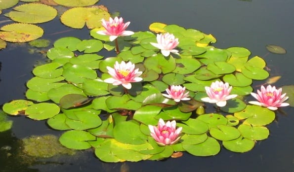 Tipos de Plantas Acuáticas: Plantas
Flotantes