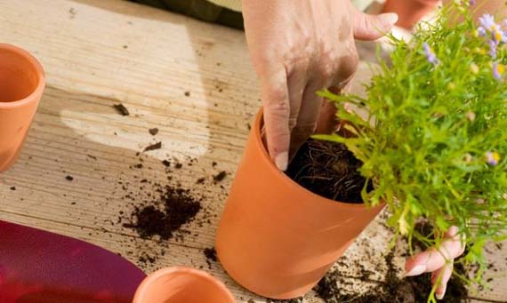 plantar en maceta